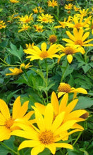 Load image into Gallery viewer, 3 Mexican Sunflower Cuttings Tithonia diversifolia • Organic Easy to Grow Nitrogen Fixer in Garden or Container • Beautiful Aromatic Flowers