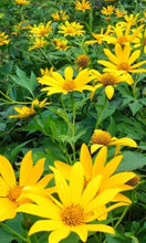 Load image into Gallery viewer, 3 Organic Mexican Sunflower Cuttings Tithonia diversifolia • Easy to Grow Nitrogen Fixer in Garden or Container • Beautiful Aromatic Flowers