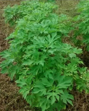 Load image into Gallery viewer, 3 Mexican Sunflower Cuttings Tithonia diversifolia • Organic Easy to Grow Nitrogen Fixer in Garden or Container • Beautiful Aromatic Flowers