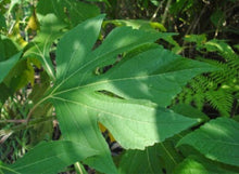 Load image into Gallery viewer, 3 Organic Mexican Sunflower Cuttings Tithonia diversifolia • Easy to Grow Nitrogen Fixer in Garden or Container • Beautiful Aromatic Flowers