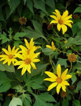 Load image into Gallery viewer, 3 Mexican Sunflower Cuttings Tithonia diversifolia • Organic Easy to Grow Nitrogen Fixer in Garden or Container • Beautiful Aromatic Flowers