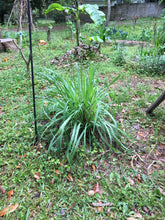 Load image into Gallery viewer, 3 Organic Bare Rooted Lemongrass Plants Cymbopogon citratus • Edible Culinary Perennial • Easy to Grow in Garden or Indoor Container