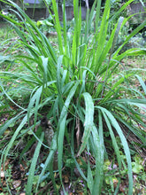 Load image into Gallery viewer, 3 Organic Bare Rooted Lemongrass Plants Cymbopogon citratus • Edible Culinary Perennial • Easy to Grow in Garden or Indoor Container