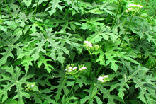 Load image into Gallery viewer, 3 Organic Chaya Tree Spinach Cuttings Cnidoscolus aconitifolius • Edible • Easy to Grow Your Own Perennial Greens in Garden or Container