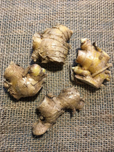 Load image into Gallery viewer, 2 Shampoo Ginger Rhizomes Awapuhi Pinecone Ginger Zingiber Zerumbet • Organic Easy To Grow Flowering Medicinal Perennial Garden or Container