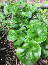 Load image into Gallery viewer, 3 Brazilian Spinach Samba Alternanthera Sissoo Cuttings Organic