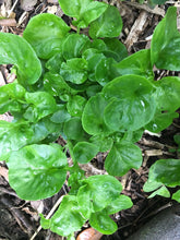 Load image into Gallery viewer, 3 Brazilian Spinach Samba Alternanthera Sissoo Cuttings • Organic Edible Perennial • Easy to Grow Year Round Greens in Garden or Container