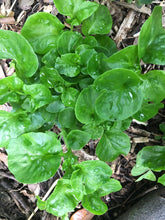 Load image into Gallery viewer, 3 Organic Brazilian Spinach Samba Alternanthera Sissoo Cuttings • Edible Perennial • Easy to Grow Year Round Greens in Garden or Container