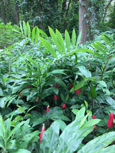 Load image into Gallery viewer, 3 Organic Awapuhi FLOWERS • Ships Aug-Oct • Shampoo Ginger • Beautiful Floral Arrangement • Medicinal Juice Lovely Fragrance for Hair/Skin