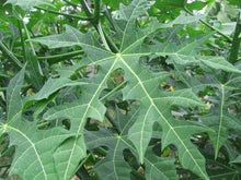 Load image into Gallery viewer, 3 Organic Chaya Tree Spinach Cuttings Cnidoscolus aconitifolius • Edible • Easy to Grow Your Own Perennial Greens in Garden or Container