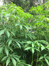 Load image into Gallery viewer, 3 Organic Sweet Yuca Cassava Cuttings Manihot esculenta • Edible Tuber & Leaves • Easy to Grow Perennial Garden or Container