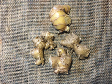 Load image into Gallery viewer, 2 Organic Shampoo Ginger Rhizomes Awapuhi Pinecone Ginger Zingiber Zerumbet • Easy To Grow Flowering Medicinal Perennial Garden or Container