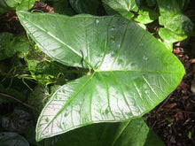 Load image into Gallery viewer, 2 Elephant Ear Alocasia Rhizomes Huge Landscape or Container Addition