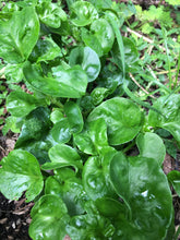 Load image into Gallery viewer, 3 Organic Brazilian Spinach Samba Alternanthera Sissoo Cuttings • Edible Perennial • Easy to Grow Year Round Greens in Garden or Container