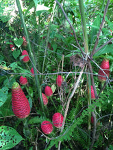 Load image into Gallery viewer, 3 Organic Awapuhi FLOWERS • Ships Aug-Oct • Shampoo Ginger • Beautiful Floral Arrangement • Medicinal Juice Lovely Fragrance for Hair/Skin