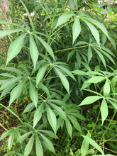 Load image into Gallery viewer, 3 Organic Sweet Yuca Cassava Cuttings Manihot esculenta • Edible Tuber & Leaves • Easy to Grow Perennial Garden or Container