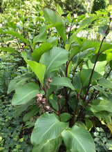 Load image into Gallery viewer, 2 Organic Achira Canna Edulis Rhizomes