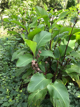 Load image into Gallery viewer, 2 Organic Achira Canna Edulis Rhizomes