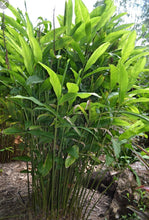 Load image into Gallery viewer, 2 Organic Galangal Rhizomes