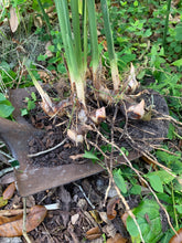 Load image into Gallery viewer, 2 Organic Galangal Rhizomes