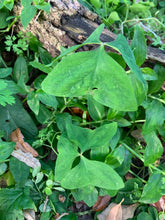 Load image into Gallery viewer, 1 Rooted Pink Wood Sorrel Plant Oxalis