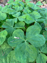 Load image into Gallery viewer, 1 Rooted Pink Wood Sorrel Plant Oxalis