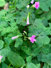 Load image into Gallery viewer, 1 Organic Rooted Pink Wood Sorrel Plant Oxalis False Shamrock