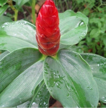 Load image into Gallery viewer, 2 Organic Spiral Ginger Rhizomes Red Tower Costus barbatus Edible Perennial, Easy to Grow in Garden or Container