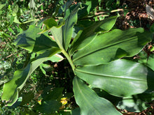 Load image into Gallery viewer, 2 Spiral Ginger Rhizomes Red Tower Costus barbatus Organic Edible Perennial, Easy to Grow in Garden or Container