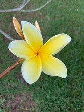 Load image into Gallery viewer, 1 Organic Plumeria Cutting Lei Flowers Temple tree Frangipani • Easy to Grow Your Own in Garden or Container
