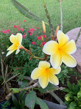 Load image into Gallery viewer, 1 Organic Plumeria Cutting Lei Flowers Temple tree Frangipani • Easy to Grow Your Own in Garden or Container