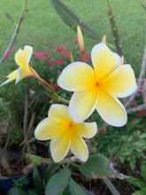 Load image into Gallery viewer, 1 Organic Plumeria Cutting Lei Flowers Temple tree Frangipani • Easy to Grow Your Own in Garden or Container