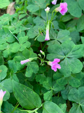 Load image into Gallery viewer, 1 Rooted Pink Wood Sorrel Plant Oxalis