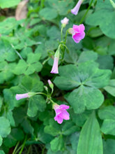 Load image into Gallery viewer, 1 Rooted Pink Wood Sorrel Plant Oxalis