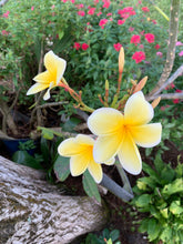 Load image into Gallery viewer, 1 Organic Plumeria Cutting Lei Flowers Temple tree Frangipani • Easy to Grow Your Own in Garden or Container