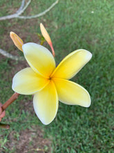 Load image into Gallery viewer, 1 Organic Plumeria Cutting Lei Flowers Temple tree Frangipani • Easy to Grow Your Own in Garden or Container