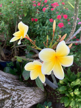 Load image into Gallery viewer, 1 Organic Plumeria Cutting Lei Flowers Temple tree Frangipani • Easy to Grow Your Own in Garden or Container