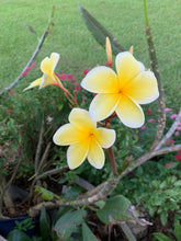 Load image into Gallery viewer, 1 Organic Plumeria Cutting Lei Flowers Temple tree Frangipani • Easy to Grow Your Own in Garden or Container