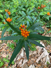 Load image into Gallery viewer, 1 Organic Tropical Butterfly Milkweed Plant 2” Grow Bag • Easy to Grow Your Own Perennial Butterfly Garden or in Container • Insectary • Pollinators
