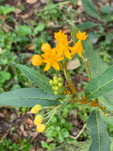 Load image into Gallery viewer, 1 Organic Tropical Butterfly Milkweed Plant 2” Grow Bag • Easy to Grow Your Own Perennial Butterfly Garden or in Container • Insectary • Pollinators