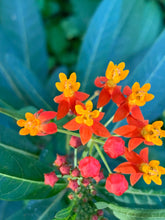 Load image into Gallery viewer, 1 Organic Tropical Butterfly Milkweed Plant 2” Grow Bag • Easy to Grow Your Own Perennial Butterfly Garden or in Container • Insectary • Pollinators
