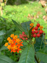 Load image into Gallery viewer, 1 Organic Tropical Butterfly Milkweed Plant 2” Grow Bag • Easy to Grow Your Own Perennial Butterfly Garden or in Container • Insectary • Pollinators