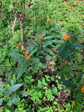 Load image into Gallery viewer, 1 Organic Tropical Butterfly Milkweed Plant 2” Grow Bag • Easy to Grow Your Own Perennial Butterfly Garden or in Container • Insectary • Pollinators