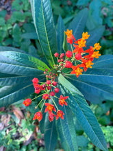Load image into Gallery viewer, 1 Organic Tropical Butterfly Milkweed Plant 2” Grow Bag • Easy to Grow Your Own Perennial Butterfly Garden or in Container • Insectary • Pollinators