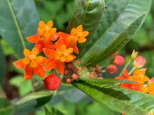 Load image into Gallery viewer, 1 Organic Tropical Butterfly Milkweed Plant 2” Grow Bag • Easy to Grow Your Own Perennial Butterfly Garden or in Container • Insectary • Pollinators