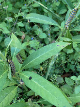 Load image into Gallery viewer, 1 Organic Tropical Butterfly Milkweed Plant 2” Grow Bag • Easy to Grow Your Own Perennial Butterfly Garden or in Container • Insectary • Pollinators