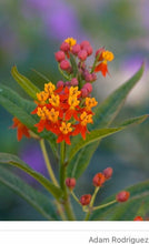 Load image into Gallery viewer, 1 Organic Tropical Butterfly Milkweed Plant 2” Grow Bag • Easy to Grow Your Own Perennial Butterfly Garden or in Container • Insectary • Pollinators