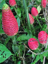 Load image into Gallery viewer, 2 Shampoo Ginger Rhizomes Awapuhi Pinecone Ginger Zingiber Zerumbet • Organic Easy To Grow Flowering Medicinal Perennial Garden or Container
