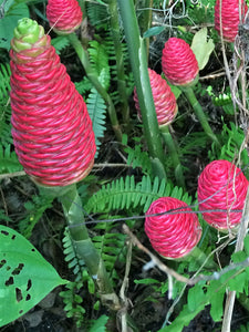 2 Shampoo Ginger Rhizomes Awapuhi Pinecone Ginger Zingiber Zerumbet • Organic Easy To Grow Flowering Medicinal Perennial Garden or Container