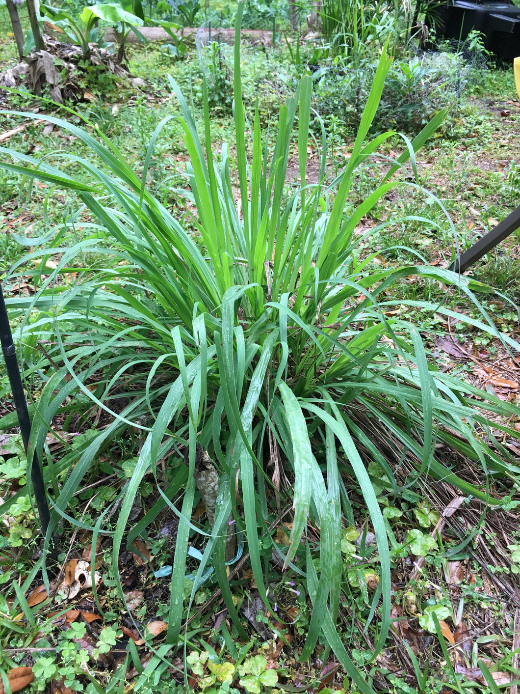 3 Organic Bare Rooted Lemongrass Plants Cymbopogon citratus • Edible Culinary Perennial • Easy to Grow in Garden or Indoor Container